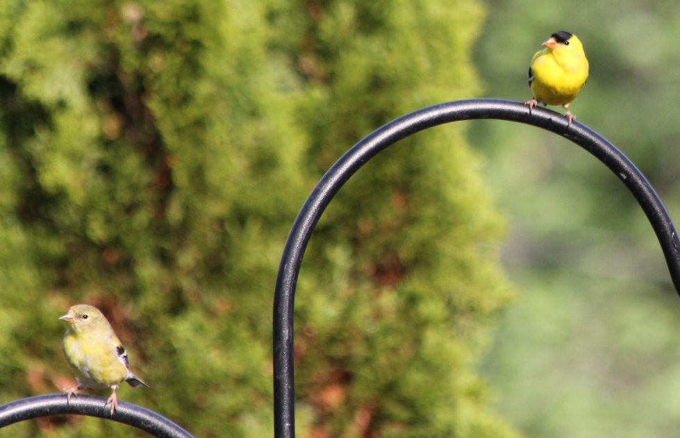 American Goldfinch, f, m